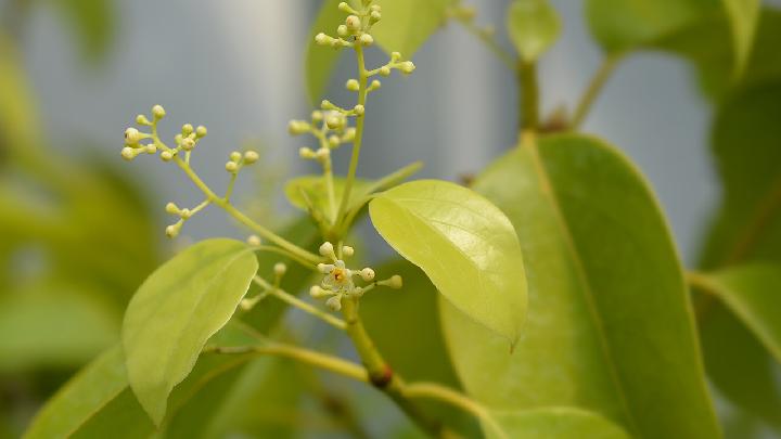 五花肉的家常做法